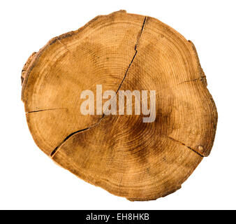 Baum-Jahresringe des Querschnitts eines Baumstammes isoliert auf weiss Stockfoto