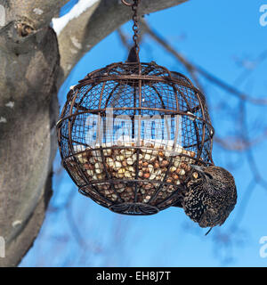 Eine gemeinsame Star (Sturnus Vulgaris) von einem Runddraht Vogelhäuschen hängen voller Erdnüsse. Stockfoto