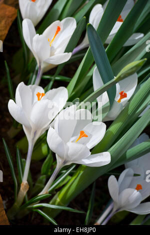 Crocus Vernus Subsp Albiflorus weiße Krokus Blume Stockfoto