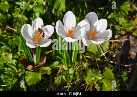 Crocus Vernus Subsp Albiflorus weiße Krokus Blume Stockfoto