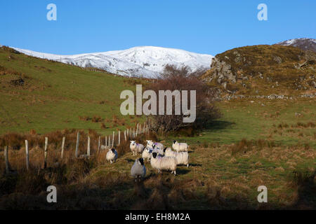 Bergschafe auf dem Weg zur Bunglass, Slieve League, Donegal, Irland Stockfoto