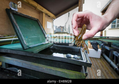 White-krallte Krebse Bristol Zoo, UKs nur einheimischen Arten und mehr Artenschutz im Land. Stockfoto