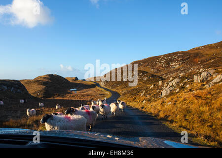 Bergschafe auf dem Weg zur Bunglass, Slieve League, Donegal, Irland Stockfoto