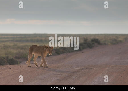 Löwenjunges in Etosha National Park, über einen Feldweg. Stockfoto