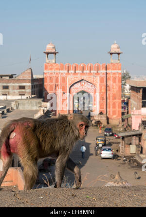 Rhesus-Makaken-Affen in der Nähe von Galta Tor, Jaipur, Rajasthan, Indien Stockfoto