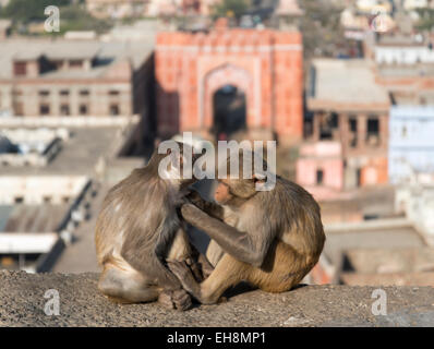 Rhesus-Makaken-Affen in der Nähe von Galta Tor, Jaipur, Rajasthan, Indien Stockfoto