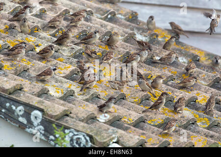 Haussperling Passer Domesticus Herde auf Dach Cornwall; UK Stockfoto