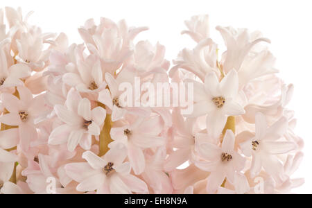 Drei Rosa Hyazinthe Blüten auf einem weißen Boden Stockfoto