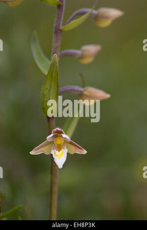 Marsh Helleborine; Epipactis Palustris Blume; Northumberland; UK Stockfoto