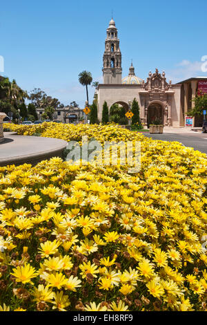 GELBE BLUMEN KALIFORNIEN TURMMUSEUM MANN EL PRADO BALBOA PARK SAN DIEGO KALIFORNIEN USA Stockfoto