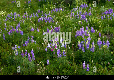 Bereich der silbrigen Lupine mit rosa Wild Geranium im mittleren Vordergrund, Yellowstone-Nationalpark, Wyoming, Vereinigte Staaten von Amerika. Stockfoto