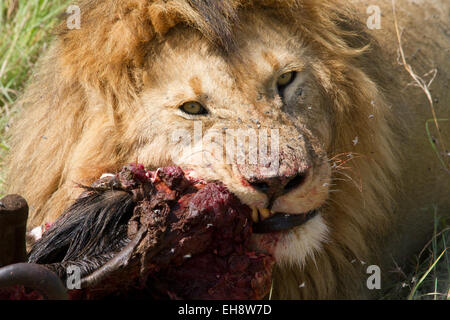 Männlicher Löwe der Verzehr eines Gnus Marsh stolz, Masai Mara, Kenia Stockfoto