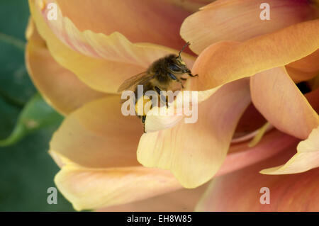 Biene auf Tulpe Blütenblätter Stockfoto