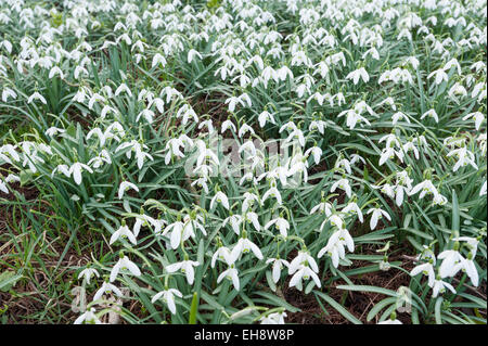 ersten Blüte des neuen Jahres, Nahaufnahme von gemeinsamen Schneeglöckchen Blumen auf einer Wiese des zarten weißen Blüten Stockfoto