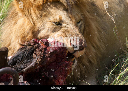 Männlicher Löwe der Verzehr eines Gnus Marsh stolz, Masai Mara, Kenia Stockfoto