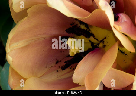 Nahaufnahme von Tulipa "La Belle Epoque" Stockfoto