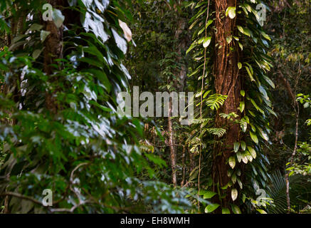 Üppige Regenwaldvegetation mit Epiphyten im Daintree Nationalpark, Queensland, Australien Stockfoto