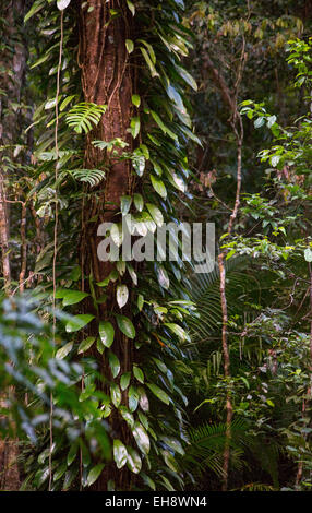 Üppige Regenwaldvegetation mit Epiphyten im Daintree Nationalpark, Queensland, Australien Stockfoto