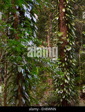 Üppige Regenwaldvegetation mit Epiphyten im Daintree Nationalpark, Queensland, Australien Stockfoto