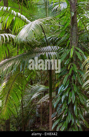Regenwald-Vegetation mit Palmen und Epiphyten im Daintree Nationalpark, Queensland, Australien Stockfoto
