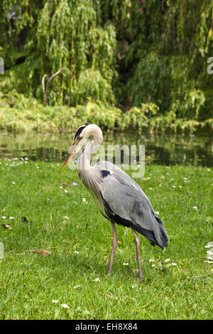 Graureiher im Regents Park London Stockfoto