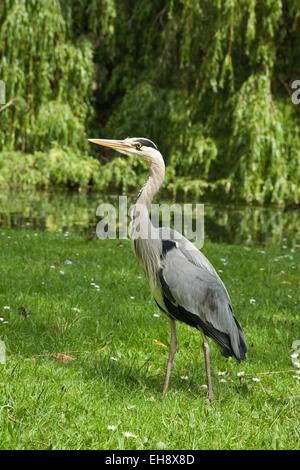 Reiher im Regents Park London Stockfoto