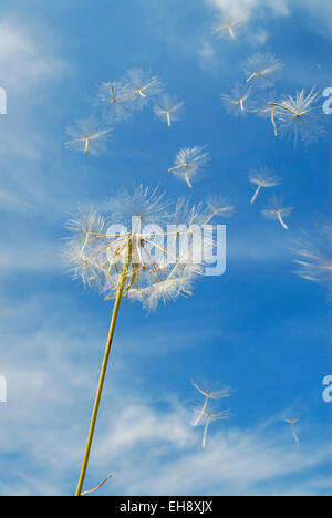 Löwenzahn Samen Kopf und Samen im Wind gegen blauen Himmel Stockfoto