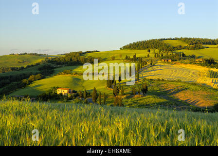 Zypressen säumen die kurvenreiche Landstraße an Monticchiello, Toskana, Italien Stockfoto