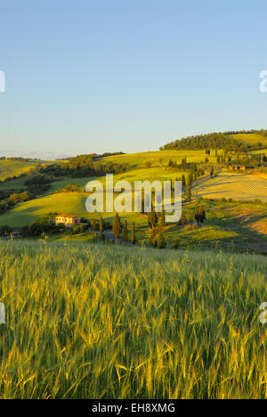 Zypressen säumen die kurvenreiche Landstraße an Monticchiello, Toskana, Italien Stockfoto