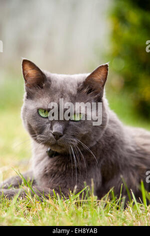 Meine schöne Katze Annie ruht in der Wiese Stockfoto