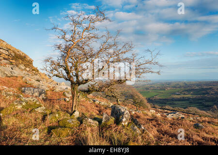 Knorrige windgepeitschten Bäume wachsen auf scharfe Tor in der Nähe von Henwood auf Bodmin Moor in Cornwall Stockfoto