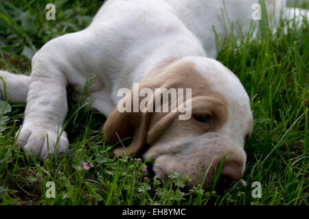 Welpen von Bracco Italiano Stockfoto