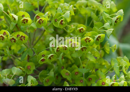 Euphorbia "Baby-Charme" Stockfoto