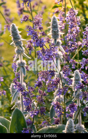 Niederwendischen Byzantina 'Ohren' und 'Six Hills Giant' Nepeta Stockfoto