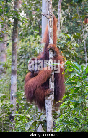 Erwachsene männliche Bornean Orang-Utans (Pongo Pygmaeus) in einem Regenwald-Baum, Sarawak, Malaysia Stockfoto