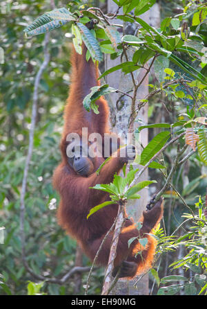 Mutter und juvenile Bornean Orang-Utans (Pongo Pygmaeus), Sarawak, Malaysia Stockfoto