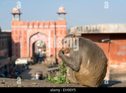 Rhesus-Makaken-Affen in der Nähe von Galta Tor, Jaipur, Rajasthan, Indien Stockfoto