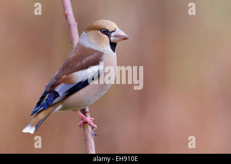 weibliche Kernbeißer; Coccothraustes Coccothraustes; Stockfoto