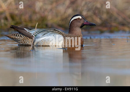 Männliche Garganey; Anas querquedula Stockfoto