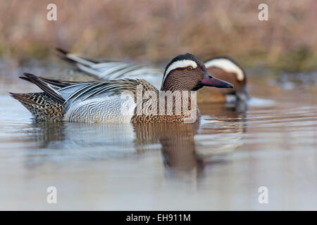 Männliche Garganey; Anas querquedula Stockfoto