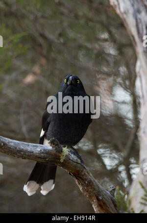 Trauerschnäpper Currawong (Strepera Graculina) thront auf einem Baum, Australien Stockfoto