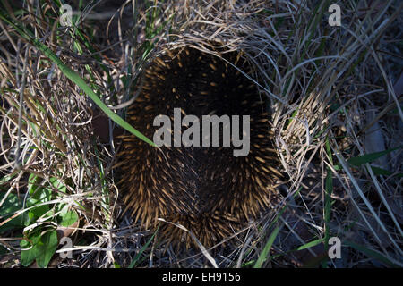 Kurzschnabeligel (Tachyglossus Aculeatus) in eine defensive Kugel Haltung, NSW, Australien Stockfoto