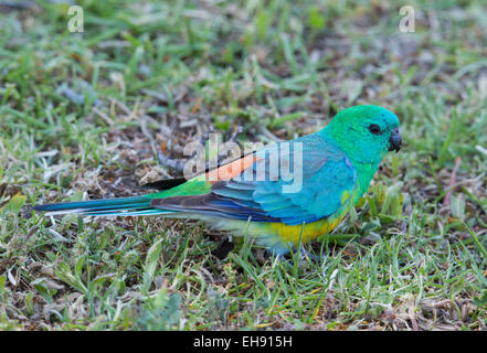 Männliche Red rumped Papagei (Psephotus Haematonotus), Australien Stockfoto