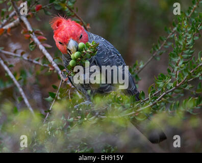 Männliche Gang Gang Kakadu (Callocephalon Fimbriatum) Fütterung auf Persoonia Obst (Geebung), Wollemi National Park, Australien Stockfoto