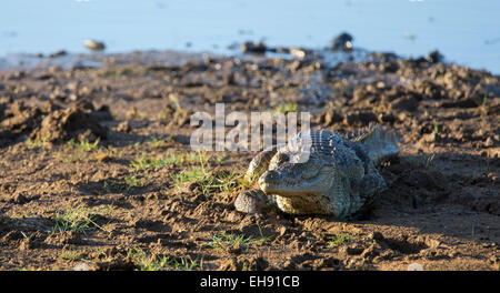 Mugger-Krokodil (Crocodylus Palustris), Yala-Nationalpark, Sri Lanka Stockfoto