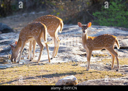 Chital oder Spotted Hirsch (Achse-Achse) in Yala Nationalpark in Sri Lanka Stockfoto