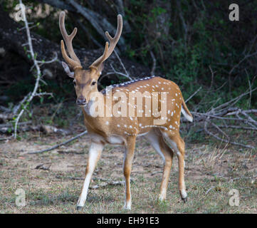 Chital oder Spotted Hirsch Hirsch (Achse-Achse) in Yala Nationalpark in Sri Lanka Stockfoto