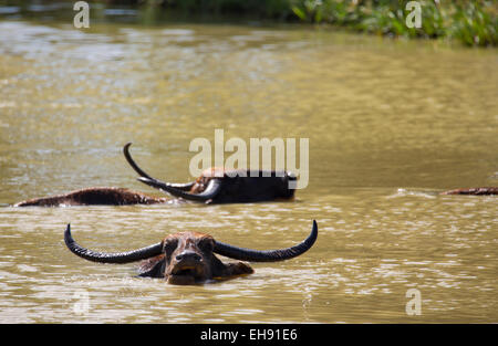 Asiatische Wasserbüffel (Bubalus beispielsweise) in ein Wasserloch, Yala-Nationalpark, Sri Lanka Stockfoto