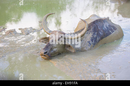 Asiatische Wasserbüffel (Bubalus beispielsweise) schwelgen in einem schlammigen Naturpool, Yala-Nationalpark, Sri Lanka Stockfoto