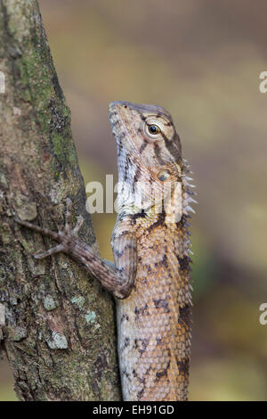 Female Oriental Garden Lizard (Calotes versicolor), Yala-Nationalpark, Sri Lanka Stockfoto